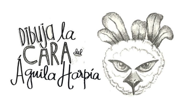 Hoy se conmemora el Día Nacional del Águila Harpía