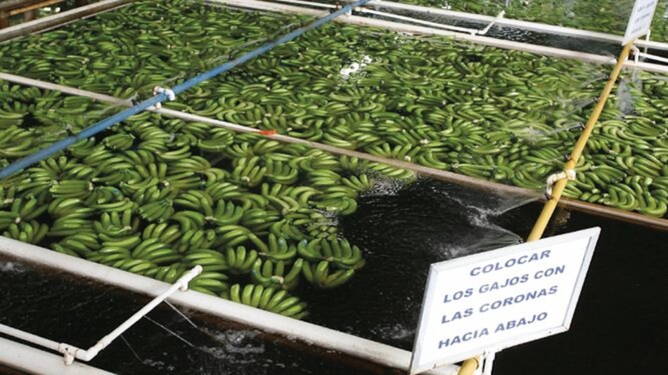 Panamá podría exportar $1,575 millones en 2020