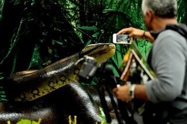 Smithsonian presenta exhibición 'Titanoboa'