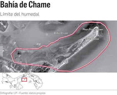 ‘Estrés hídrico’ en los manglares de la bahía de Panamá y Chame por el fenómeno de El Niño