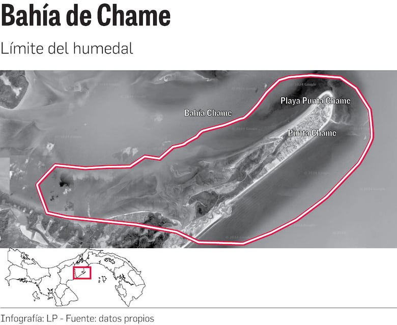 ‘Estrés hídrico’ en los manglares de la bahía de Panamá y Chame por el fenómeno de El Niño