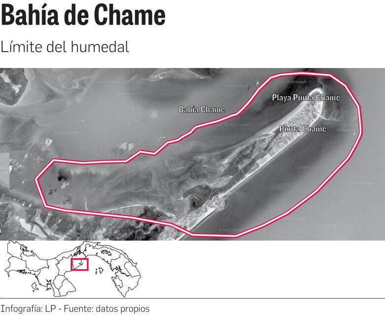 ‘Estrés hídrico’ en los manglares de la bahía de Panamá y Chame por el fenómeno de El Niño