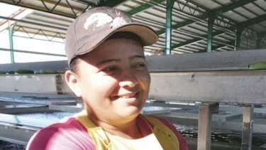 El oro verde vuelve a brillar en Barú