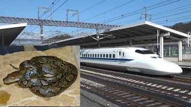 Hallan culebra pitón en tren bala de Japón