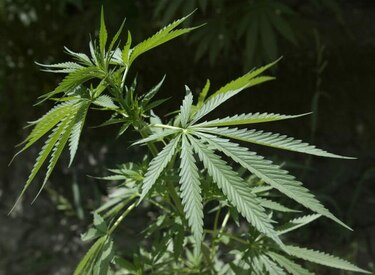 Comunidad del Caribe espera avances en despenalización de marihuana
