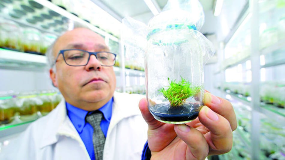 Potencial de plantas antárticas contra el sol