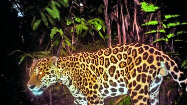 En 2016 han matado 26 jaguares