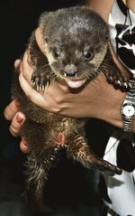 Al rescate de la fauna silvestre