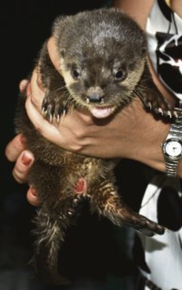 Al rescate de la fauna silvestre
