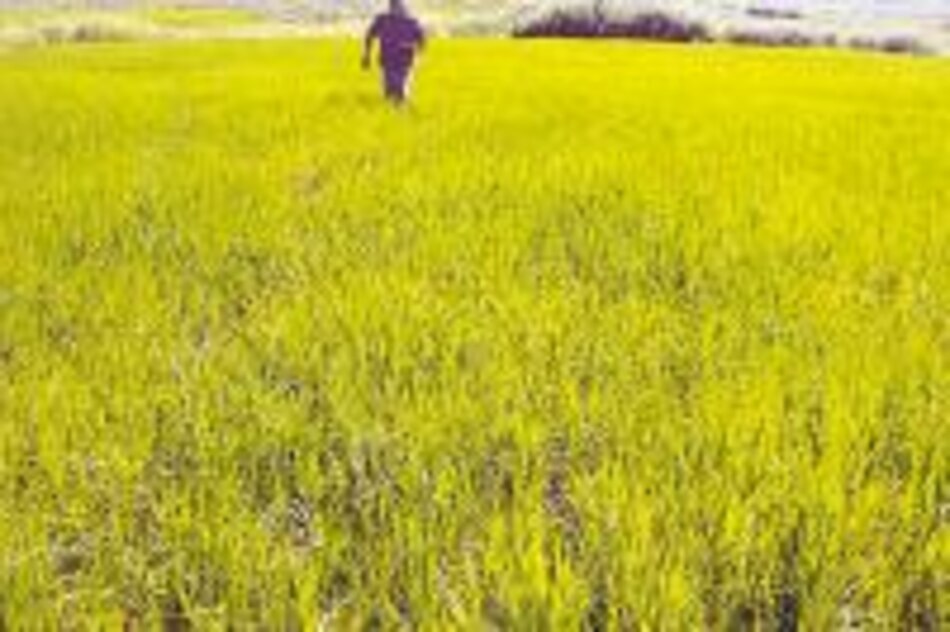 Langostas invaden plantaciones