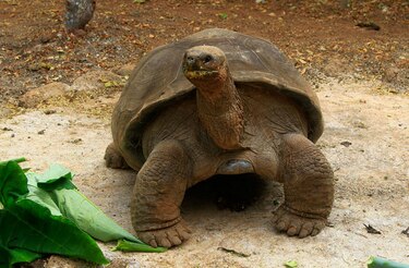 Liberarán a 207 tortugas gigantes en Galápagos