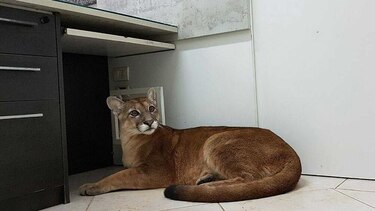 Un puma salvaje se cuela en una oficina cerca de Sao Paulo