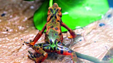 Estimulan supervivencia de anfibios