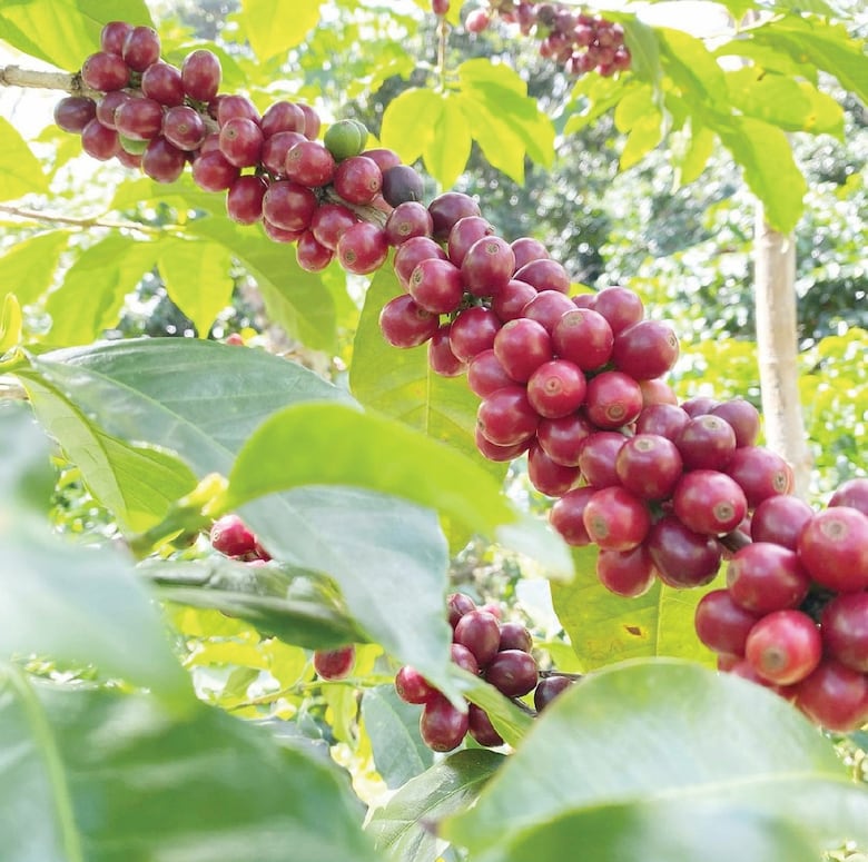 El café panameño en las subastas de lujo