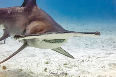 Los tiburones martillo