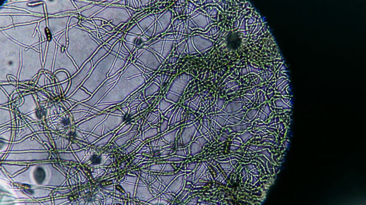 Los alumnos aprendieron sobre hongos, bacterias y su potencial para elaborar medicinas.