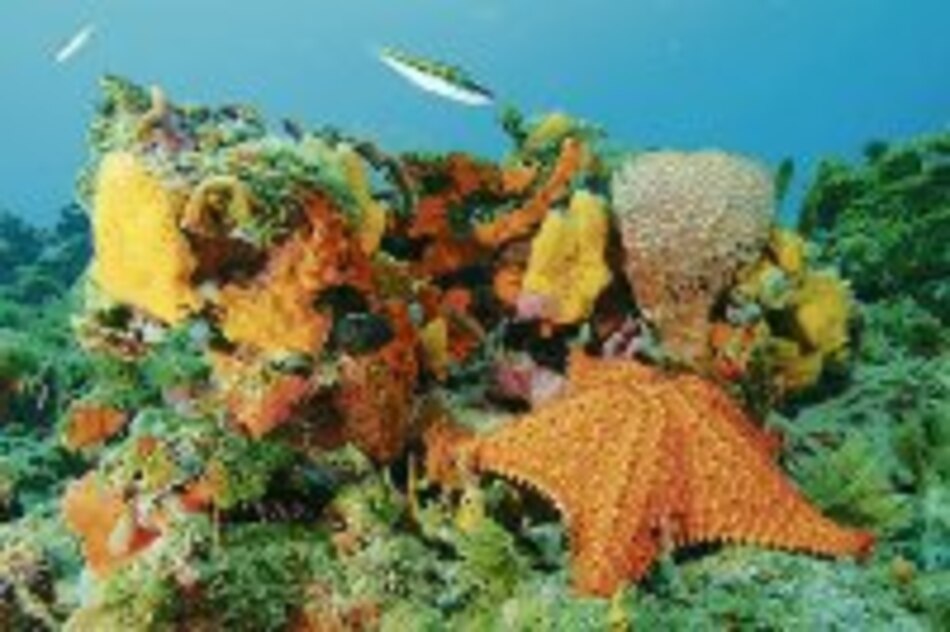 Los oasis submarinos