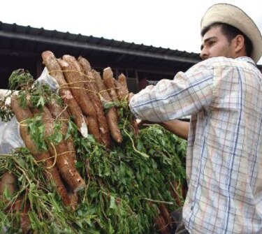 Combustible a base de yuca