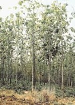 Teca, madera preciosa del momento