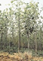 Teca, madera preciosa del momento