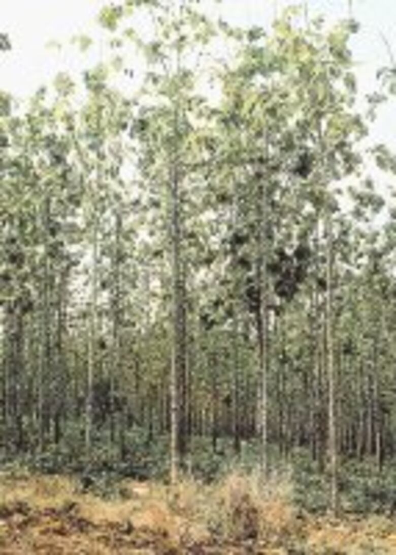 Teca, madera preciosa del momento