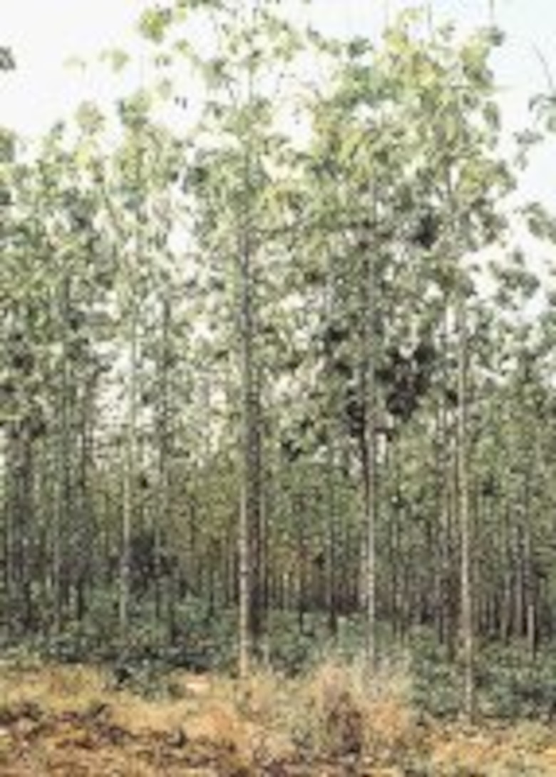 Teca, madera preciosa del momento