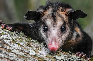 Cruzada para salvar a la estigmatizada zarigüeya en Colombia