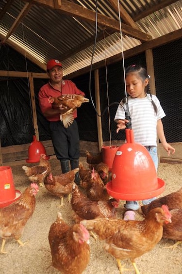México sacrifica 480 mil aves contagiadas de la gripe aviar