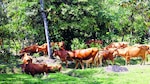 Apuestan por razas criollas