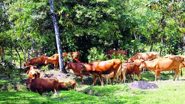 Apuestan por razas criollas