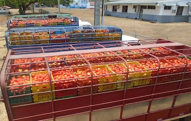 Productores mexicanos alertan un alza de precios y riesgo alimentario por cuota al tomate