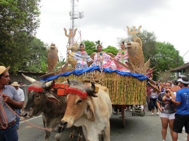Celebran el Festival Nacional de la Caña de Azúcar en Pesé