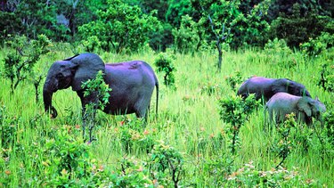 Cacería extermina elefantes en reserva de Gabón