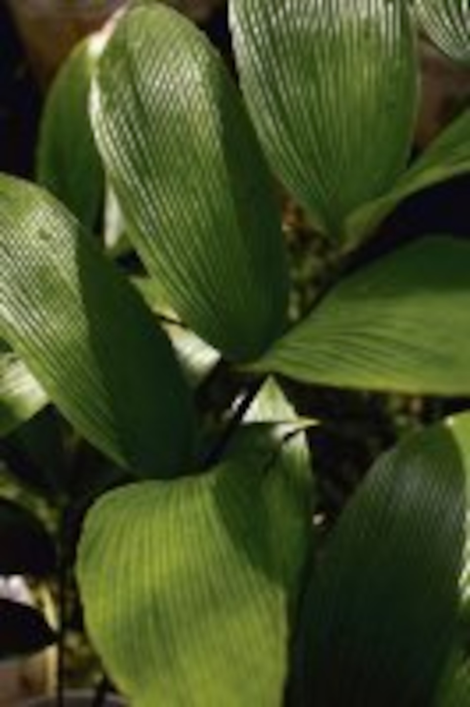 Las cícadas panameñas