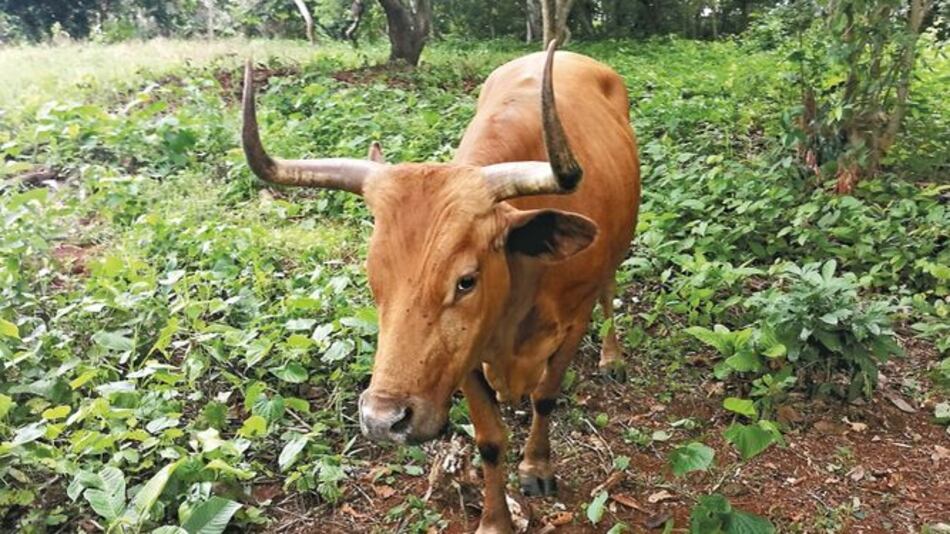 Rescatan reses del tiempo colonial