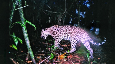 Por el corredor del jaguar