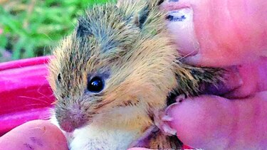 Hay esperanza para que se recupere especie de roedor