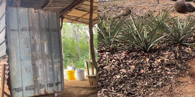 Entre piñas, política y disputa de tierras: la finca secreta vinculada al diputado Roberto Ayala