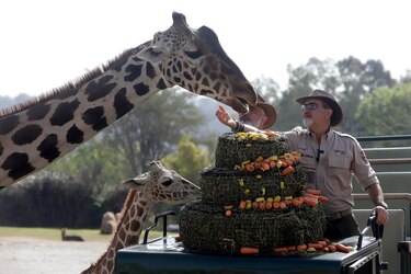 La jirafa Benito se integra a su nueva familia tras vivir maltratada en el norte de México