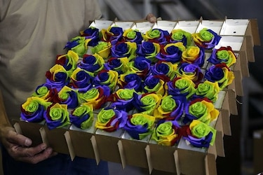 Ecuador tiñe rosas que duran mucho más allá de San Valentín
