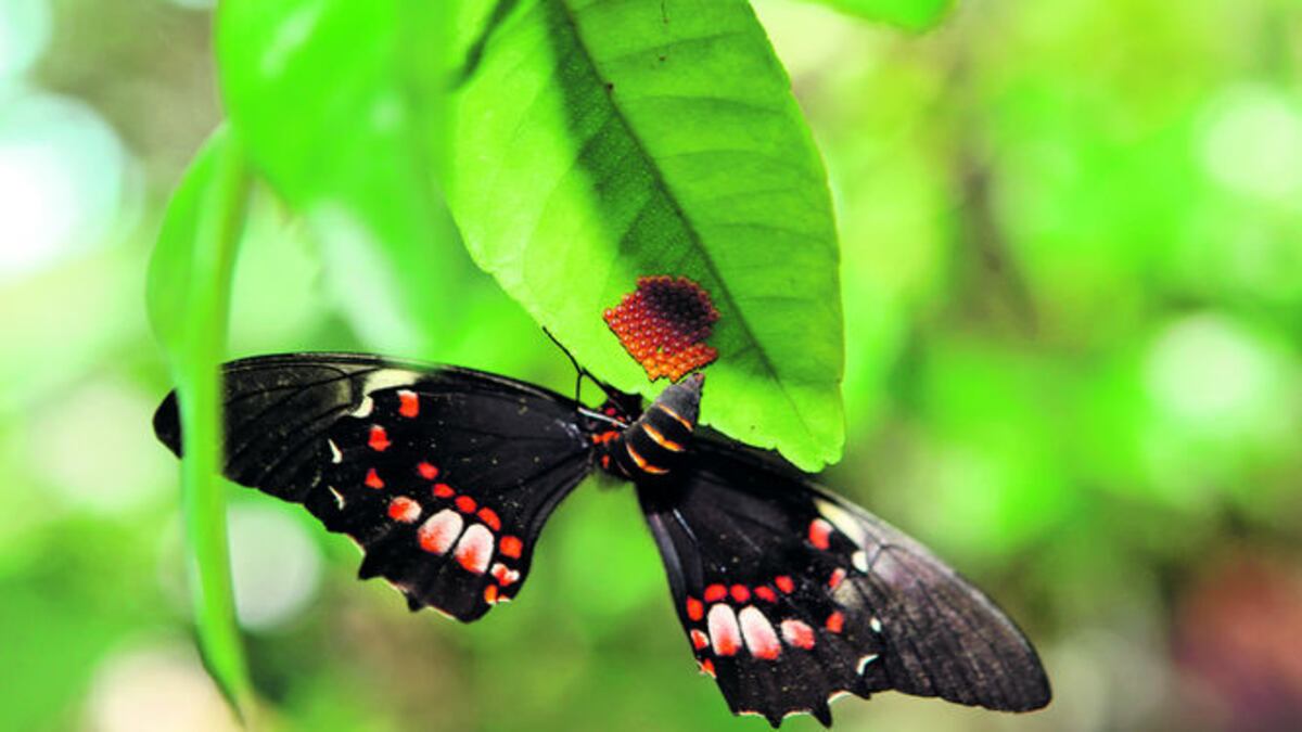 La expedición visitará, entre otros lugares de Panamá, los parques de Santa Fe, Cerro Hoya y Volcán Barú, y la Reserva Forestal de Fortuna.