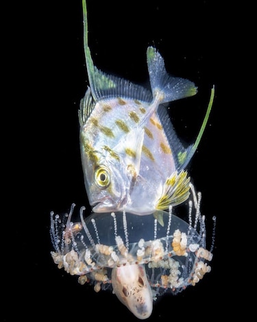 Las impresionantes imágenes de criaturas marinas que logra la buceadora que entra al mar de noche