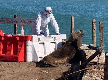 Dos nuevos brotes extienden gripe aviar en lobos marinos a cinco provincias de Argentina