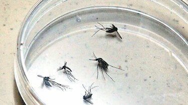 Aplican en los mosquiteros un medicamento antimalaria