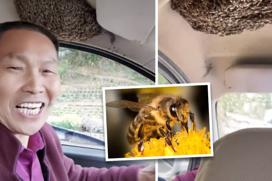 Hombre que conduce con colmena de abejas en su coche causa sensación en China