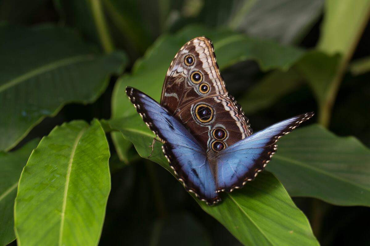 BLUE MORPHO