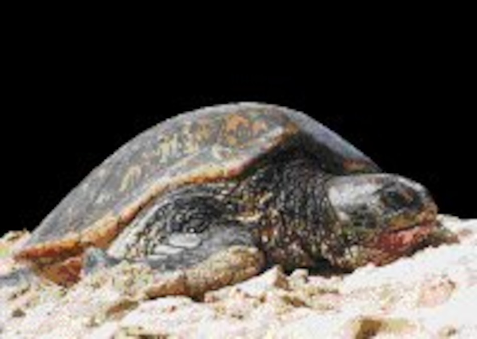 La evolución de las tortugas