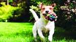Consienta su mascota con el Club