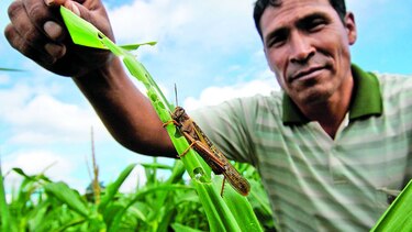 Plaga causaría bajas en cosecha