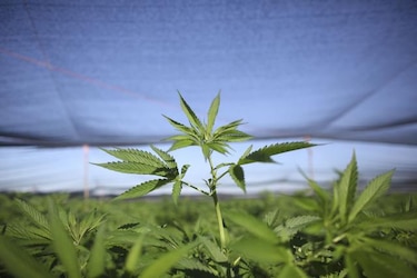 Washington tiene demasiados cultivos de marihuana
